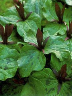 Trillium sessile