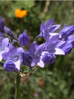 Triteleia laxa Queen Fabiola