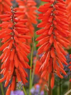 Kniphofia Elvira - Tritoma