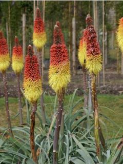 Tritoma John May - Kniphofia caulescens 'John May'