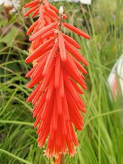 Tritoma 'Nancy's Red'