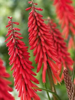 Kniphofia Red Rocket - Tison de satan Red Rocket