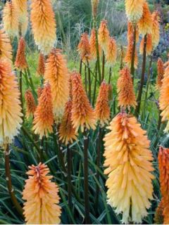 Tritoma 'Tawny King'