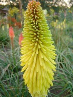 Tritoma 'Wrexham Buttercup'