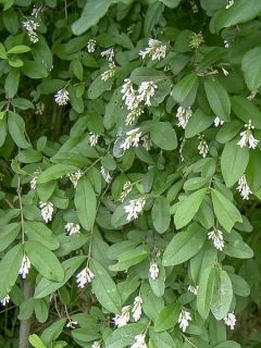 Troène à feuilles obtuses 'Ilvomassi'