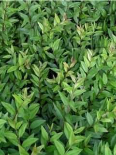 Troène Commun - Ligustrum vulgare Lodense