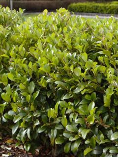 Troène du Japon 'Green Century'