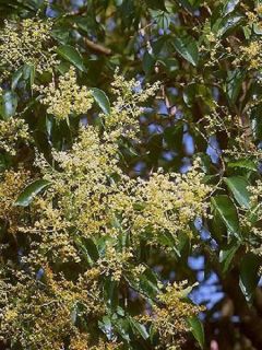Troène du Japon - Ligustrum japonicum