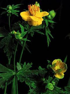 Trolle de Chine 'Golden Queen'