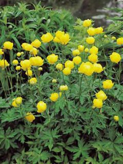 Trollius Lemon Queen - Trolle hybride
