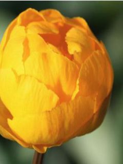 Trolle 'Orange Princess'