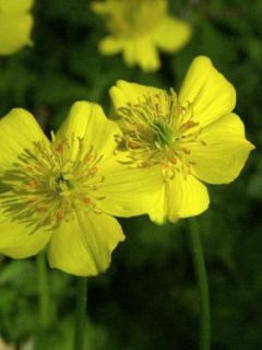 Trolle, Trollius pumilus