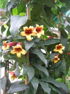 Bignonia capreolata - Campsis capreolata - Bignone à vrilles