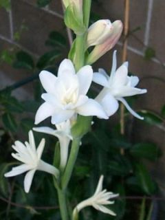 Tubéreuse 'La Perle'