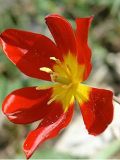 Tulipe botanique 'Schrenkii'