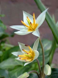 Tulipe botanique 'Turkestanica' Tulipe botanique 'Turkestanica'