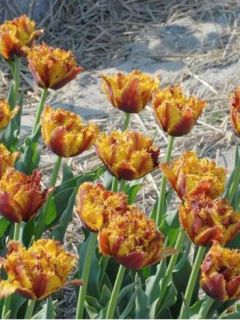 Tulipe dentelles 'Bastia' Tulipe dentelles 'Bastia'
