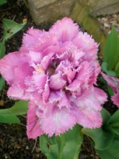 Tulipe dentelles 'Matchpoint'
