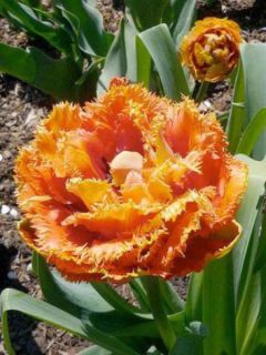 Tulipe Dentelée Double Sensual Touch Tulipe Dentelée Double Sensual Touch