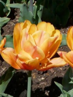 Tulipe Double Hâtive Freeman