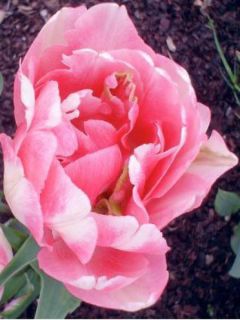 Tulipe double tardive 'Foxtrot'