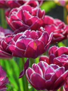 Tulipe Double Tardive Dream touch Tulipe Double Tardive Dream touch