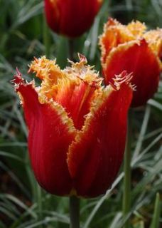 Tulipe 'Fabio' Tulipe 'Fabio'