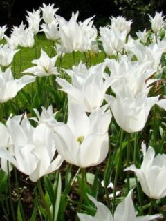 Tulipe Fleur de lis Sapporo