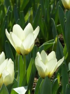 Tulipe Fosteriana Concerto Tulipe Fosteriana Concerto