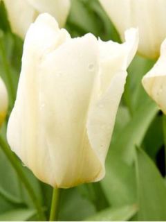Tulipe fosteriana 'Purissima' Tulipe fosteriana 'Purissima'