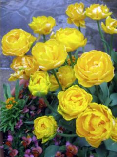 Tulipe Double Tardive Gold Fever