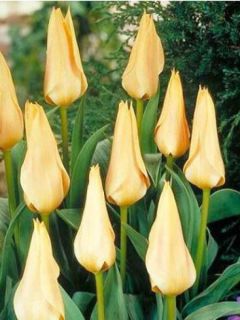 Tulipe Botanique Greigii Pour Elise