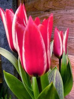Tulipe greigii 'Pinocchio'® Tulipe greigii 'Pinocchio'®