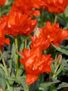 Tulipe greigii 'Roodkapje'