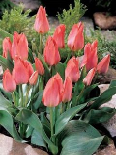 Tulipe greigii 'Toronto' Tulipe greigii 'Toronto'