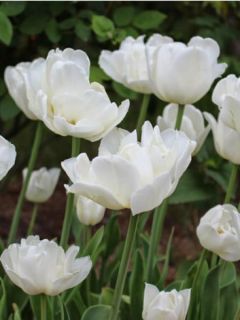 Tulipe Double Tardive Mount Tacoma Tulipe Double Tardive Mount Tacoma