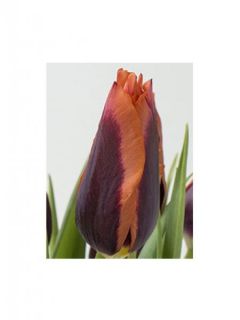 Tulipe 'Muvota' Tulipe 'Muvota'