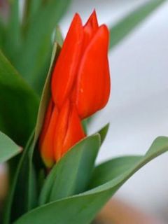 Tulipe pluriflore 'Praestans Fusilier'