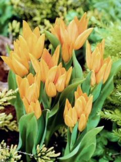 Tulipe pluriflore 'Shogun'