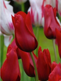 Tulipe fleur de lis Red Shine