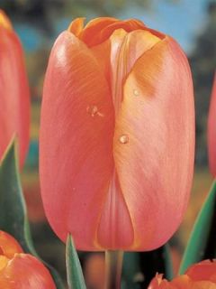 Tulipe simple tardive 'Dordogne' Tulipe simple tardive 'Dordogne'