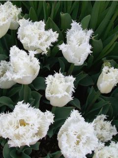 Tulipe Dentelée Double Snow Crystal