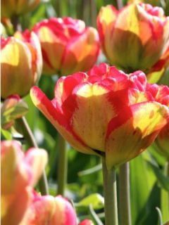 Tulipe 'Sundowner' Tulipe 'Sundowner'