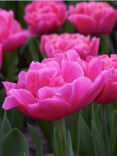 Tulipe 'Sunset Tropical'