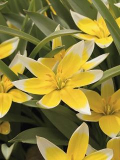 Tulipe botanique 'Tarda' Tulipe botanique 'Tarda'