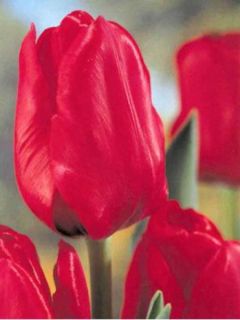 Tulipe triomphe 'Bastogne' Tulipe triomphe 'Bastogne'
