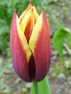 Tulipe triomphe 'Gavota' Tulipe triomphe 'Gavota'