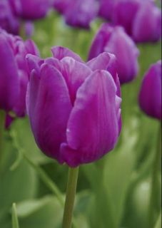 Tulipe triomphe 'Negrita'