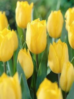 Tulipe triomphe 'Strong Gold' Tulipe triomphe 'Strong Gold'
