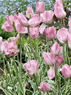 Tulipe Triomphe Tropical Lady